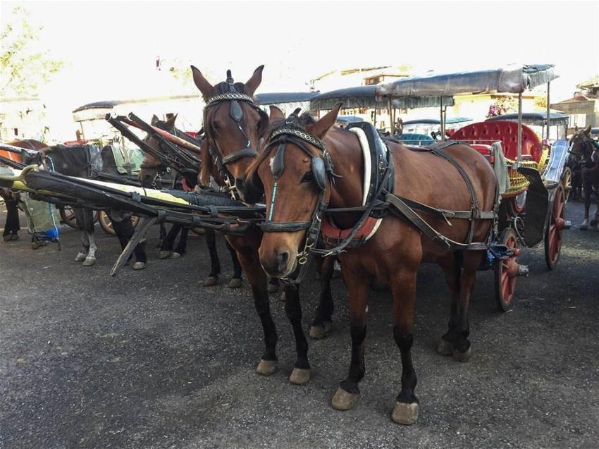 Büyükada'daki Ruam salgını ile ilgili şok iddia! İmamoğlu'na seslendiler...