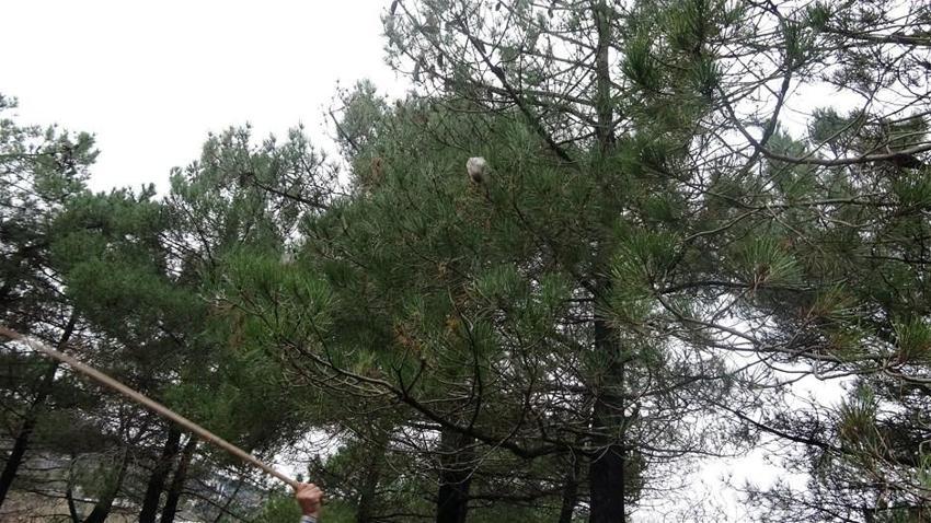 İstanbul ormanlarında çam kese böceği alarmı