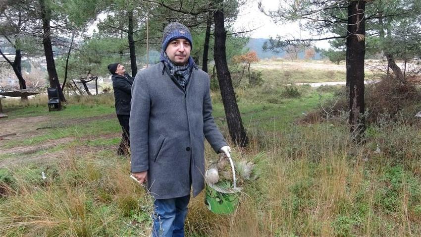İstanbul ormanlarında çam kese böceği alarmı
