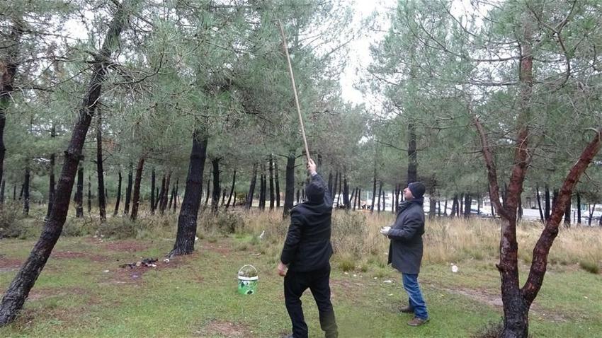 İstanbul ormanlarında çam kese böceği alarmı