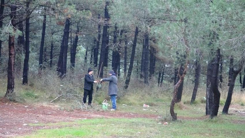 İstanbul ormanlarında çam kese böceği alarmı