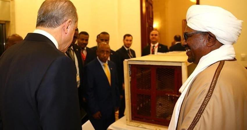 Cumhurbaşkanı Erdoğan'a hediye edilen aslanlar büyüdü