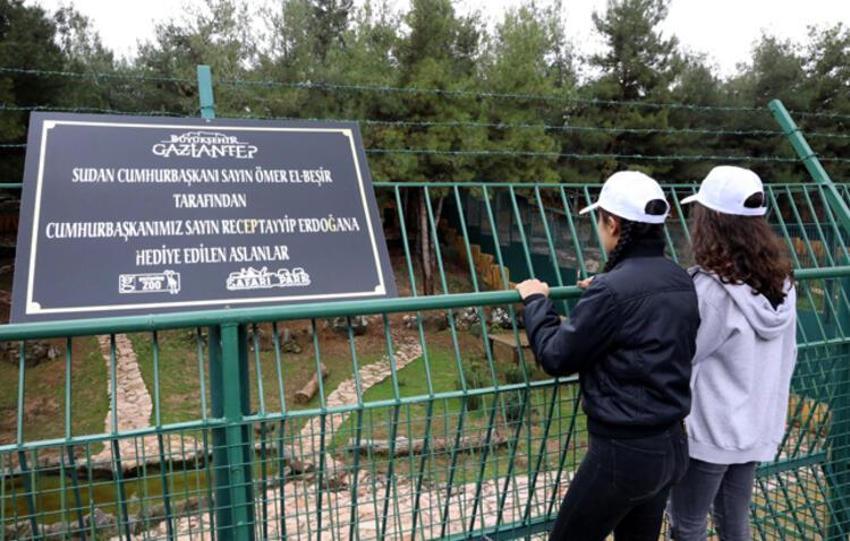 Cumhurbaşkanı Erdoğan'a hediye edilen aslanlar büyüdü