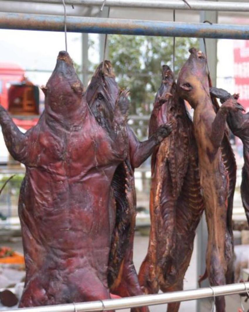 Virüs bu pazardan yayıldı! Koala, karıncayiyen, sıçan, yılan...