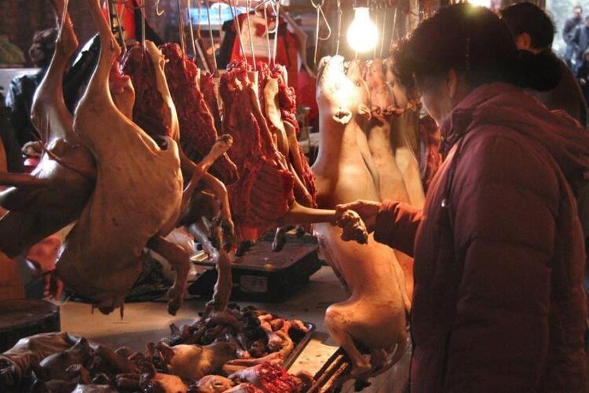 Virüs bu pazardan yayıldı! Koala, karıncayiyen, sıçan, yılan...