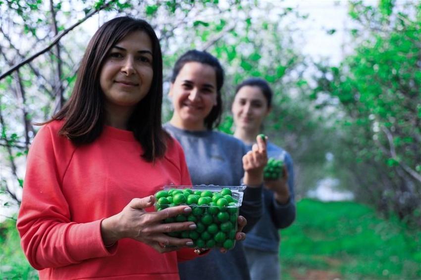 Dubai'ye kilosu 500 liradan yeşil erik
