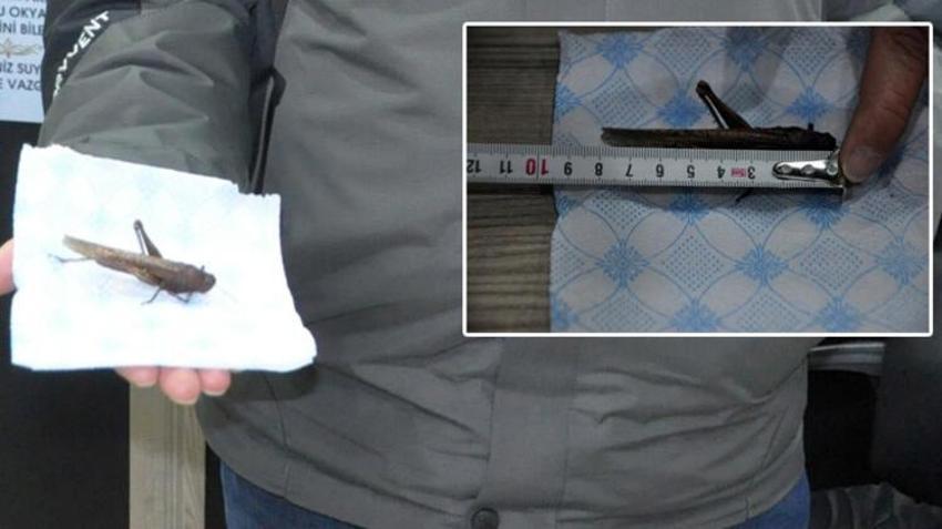 Çekirge istilası haberlerinin ardından Yüksekova'dan şaşırtan görüntü!