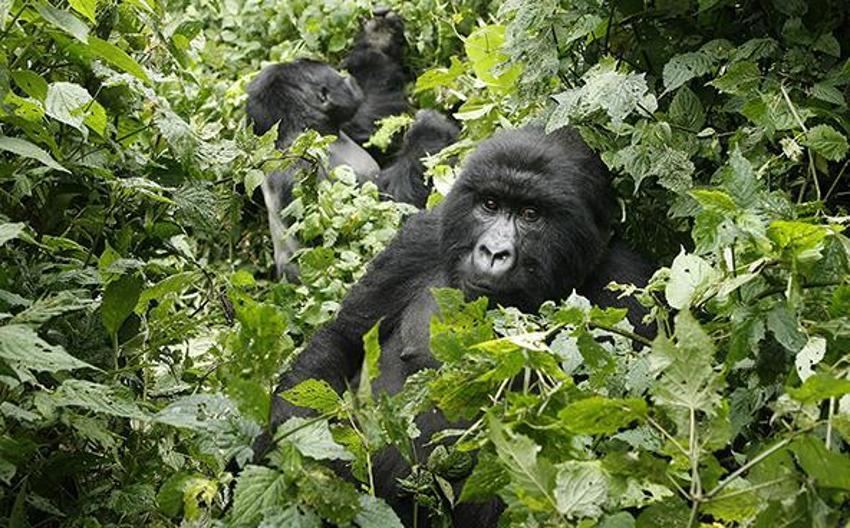 Bazı ülkeler gorilleri koronavirüsten korumak için parkları kapattı