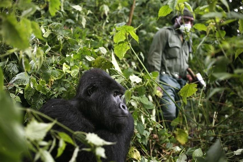 Bazı ülkeler gorilleri koronavirüsten korumak için parkları kapattı