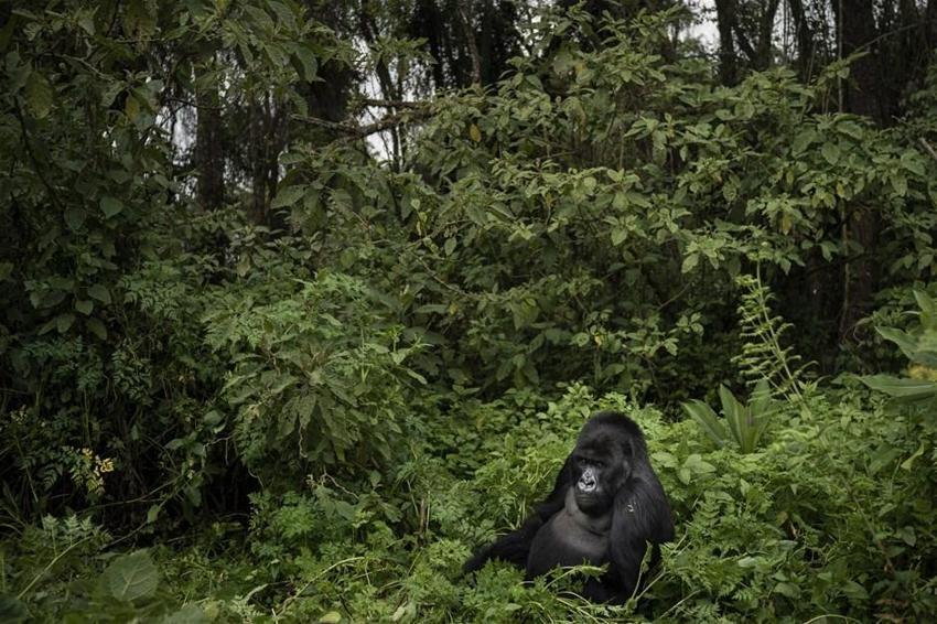 Bazı ülkeler gorilleri koronavirüsten korumak için parkları kapattı