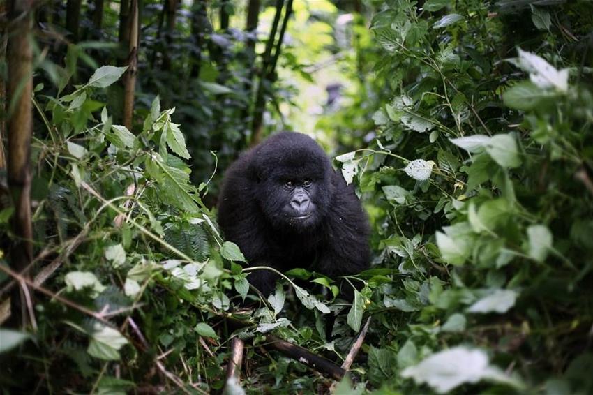 Bazı ülkeler gorilleri koronavirüsten korumak için parkları kapattı