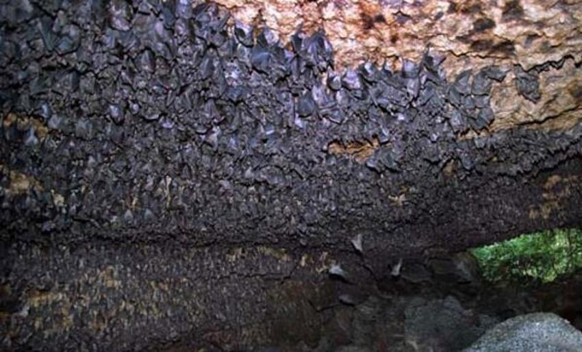 Nobel ödüllü doktor corona virüsün nasıl ortaya çıktığını açıkladı