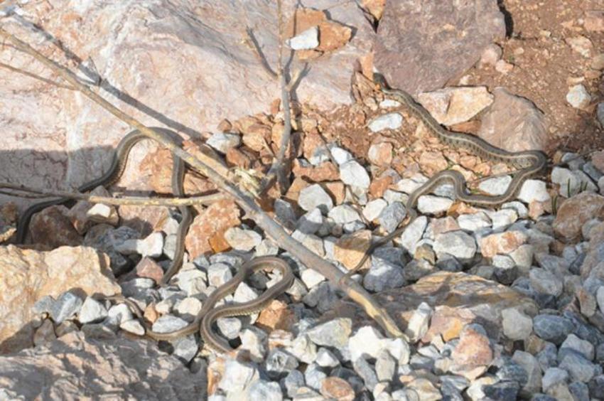 İki ilden iki gün arayla panik yaratan görüntü: Yılan sürüleri!