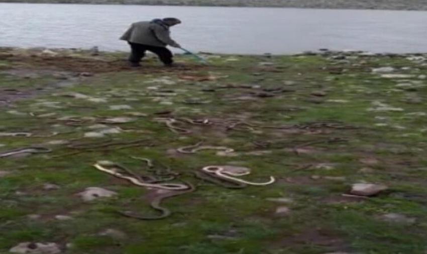 İki ilden iki gün arayla panik yaratan görüntü: Yılan sürüleri!