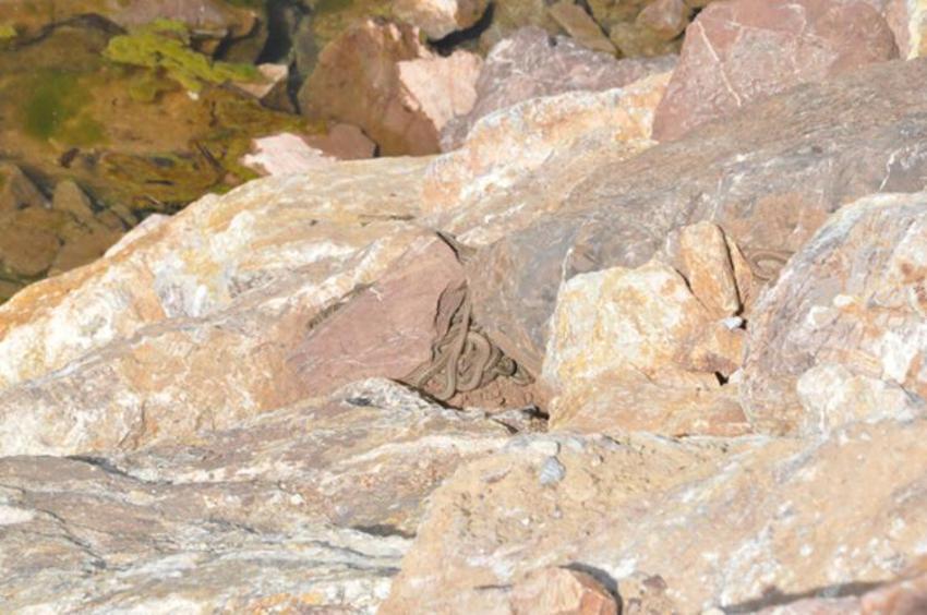 İki ilden iki gün arayla panik yaratan görüntü: Yılan sürüleri!