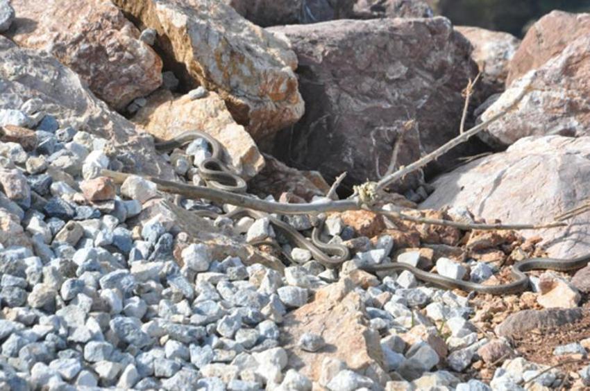 İki ilden iki gün arayla panik yaratan görüntü: Yılan sürüleri!