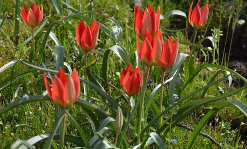Manisa lalelerini koparmanın cezası 73 bin lira!