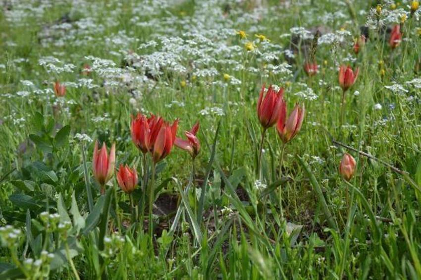 Manisa lalelerini koparmanın cezası 73 bin lira!