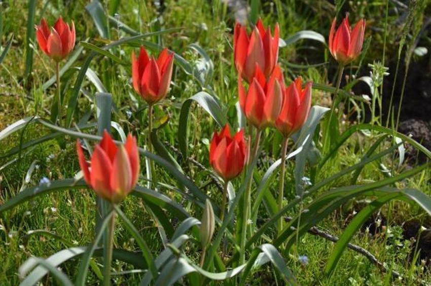 Manisa lalelerini koparmanın cezası 73 bin lira!