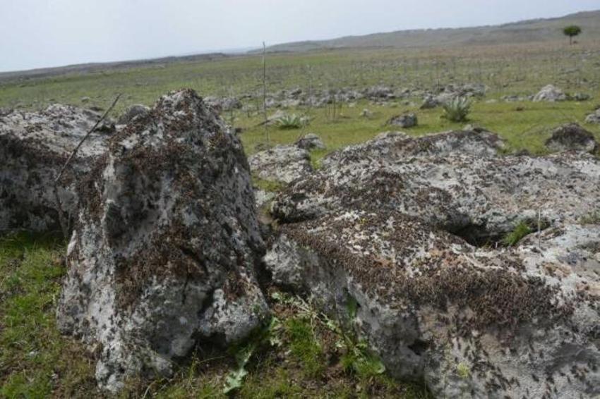 Şanlıurfa'da büyük panik! Çekirge istilası...