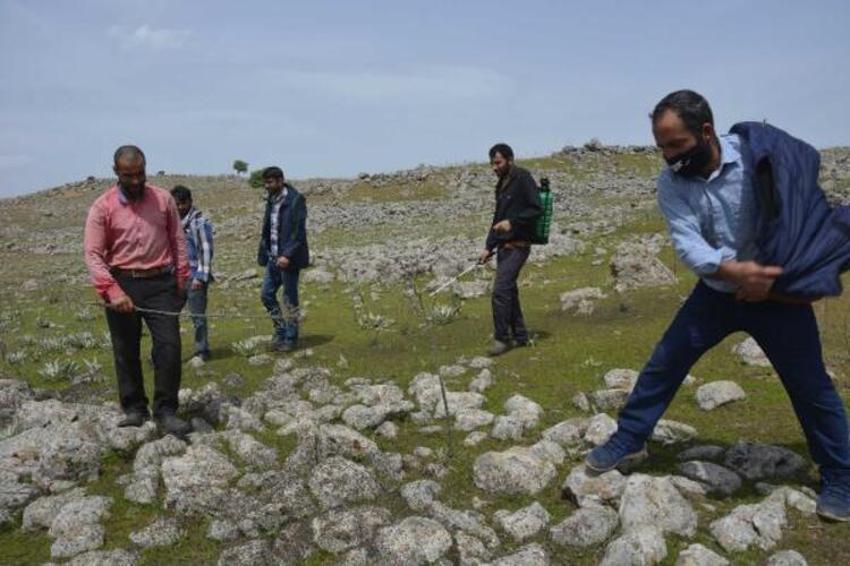 Şanlıurfa'da büyük panik! Çekirge istilası...