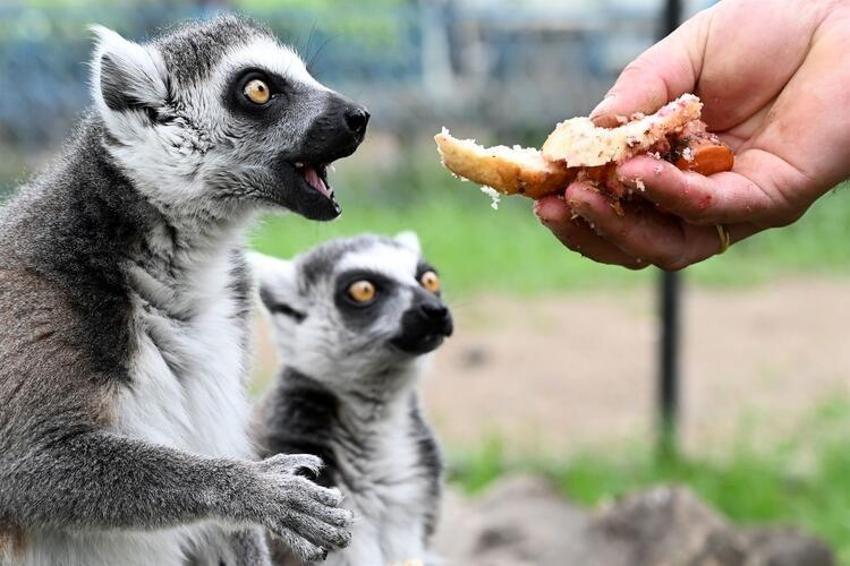 Bilim insanları açıkladı! Salgının asıl nedeni...