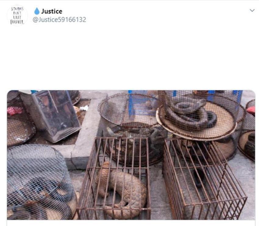 Bilim insanları açıkladı! Salgının asıl nedeni...