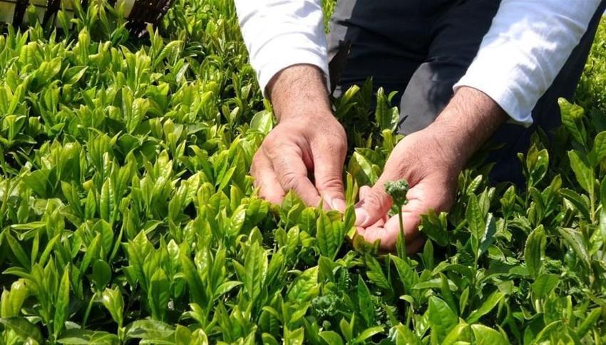 Talebe yetişemiyorlar! Kilosu 4 bin 500 liraya satılıyor