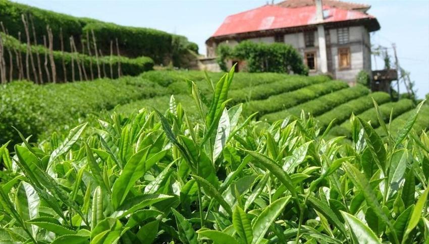 Talebe yetişemiyorlar! Kilosu 4 bin 500 liraya satılıyor