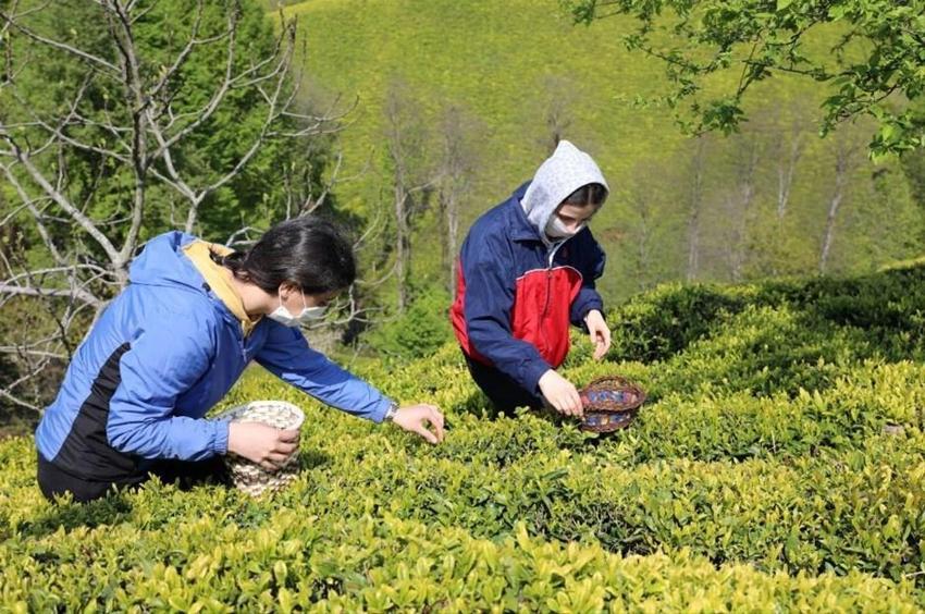 Talebe yetişemiyorlar! Kilosu 4 bin 500 liraya satılıyor