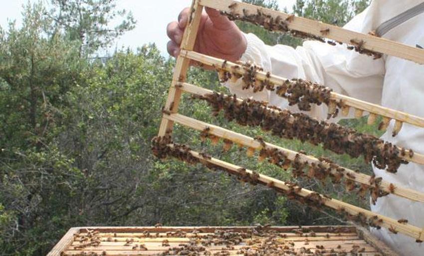 Kilosu 16 bin TL olan arı sütüne corona virüs ilgisi