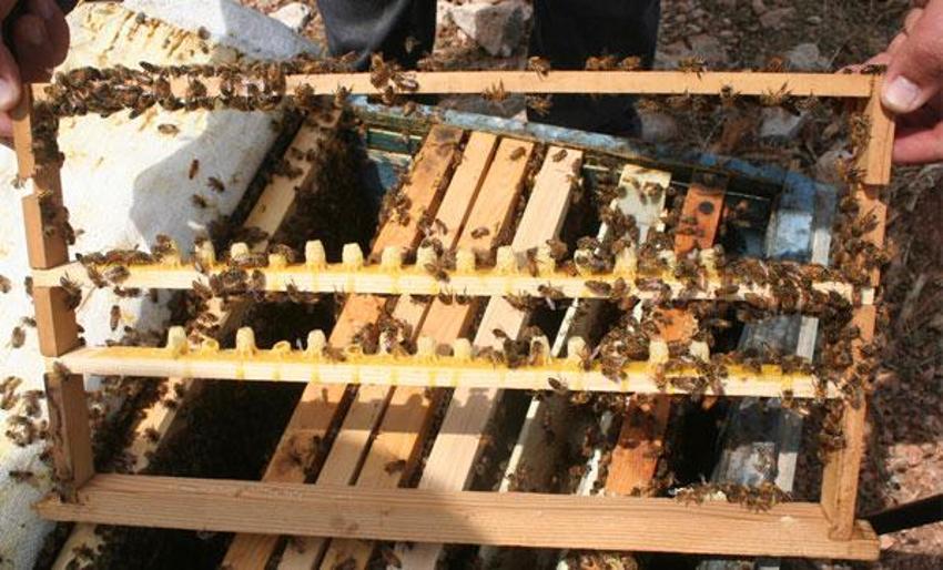 Kilosu 16 bin TL olan arı sütüne corona virüs ilgisi