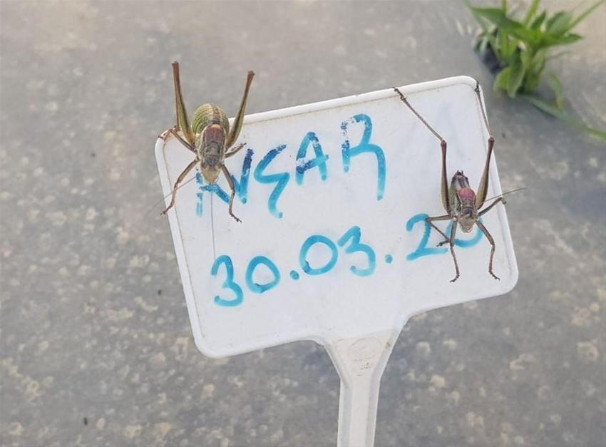 Çekirge açıklaması tartışma yarattı! 'Mantığa aykırı'