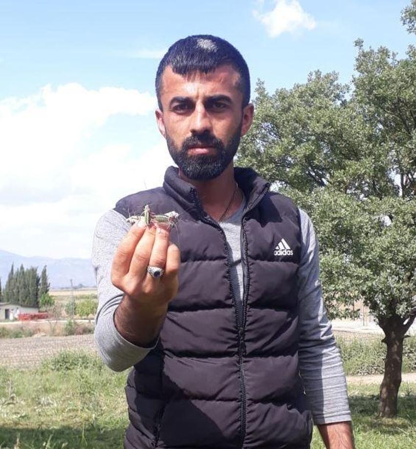 Çekirge açıklaması tartışma yarattı! 'Mantığa aykırı'