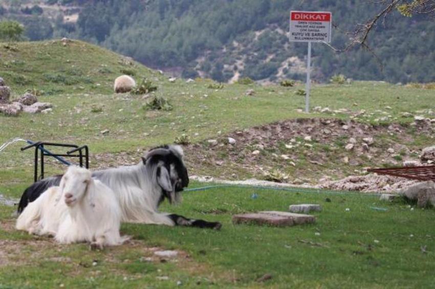 Antik kenti koyun sürüsü bastı! 'Ayağıyla para mı kazacaklar?'