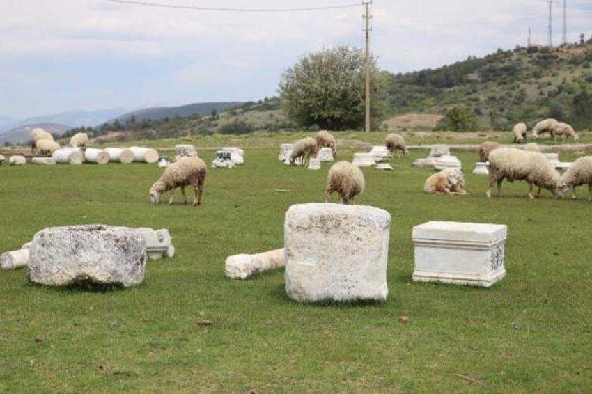 Antik kenti koyun sürüsü bastı! 'Ayağıyla para mı kazacaklar?'