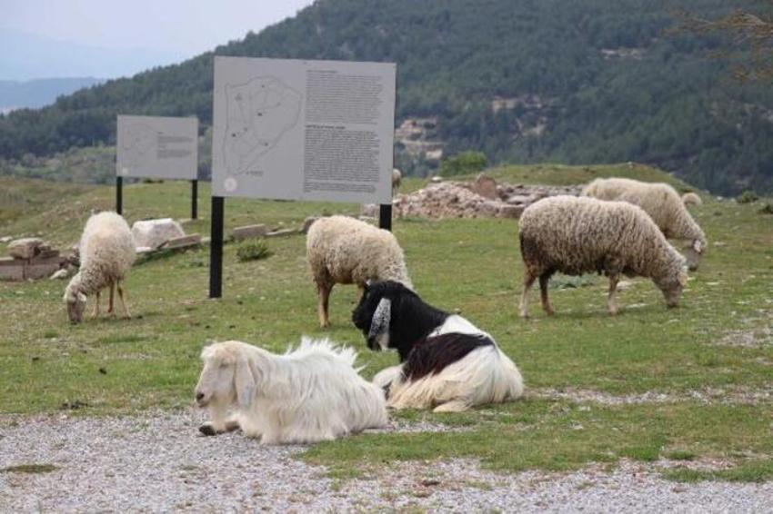 Antik kenti koyun sürüsü bastı! 'Ayağıyla para mı kazacaklar?'