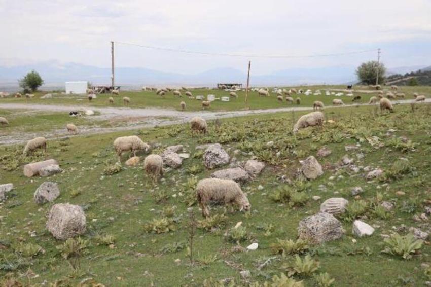 Antik kenti koyun sürüsü bastı! 'Ayağıyla para mı kazacaklar?'