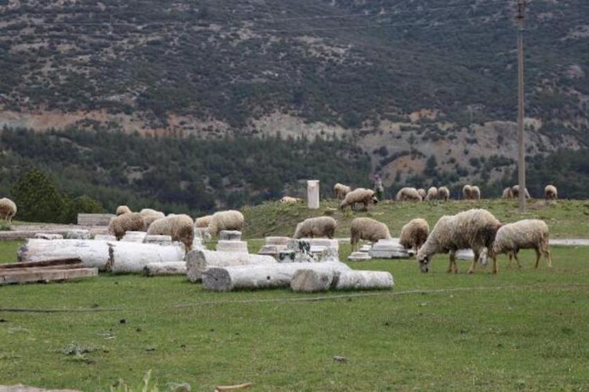 Antik kenti koyun sürüsü bastı! 'Ayağıyla para mı kazacaklar?'