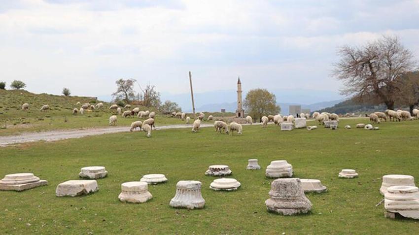 Antik kenti koyun sürüsü bastı! 'Ayağıyla para mı kazacaklar?'