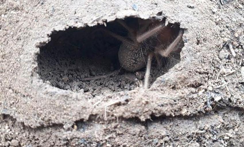 Et yiyen örümcek korku yarattı! Etçil 'sarıkız' böyle görüntülendi
