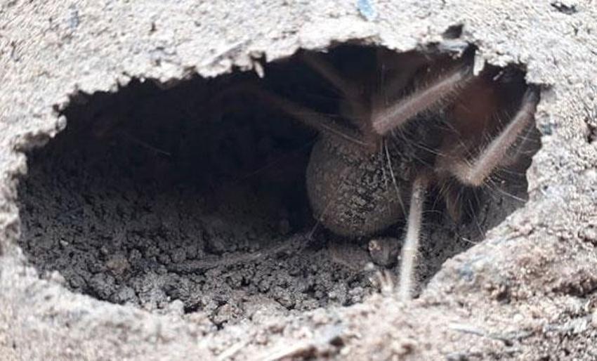 Et yiyen örümcek korku yarattı! Etçil 'sarıkız' böyle görüntülendi