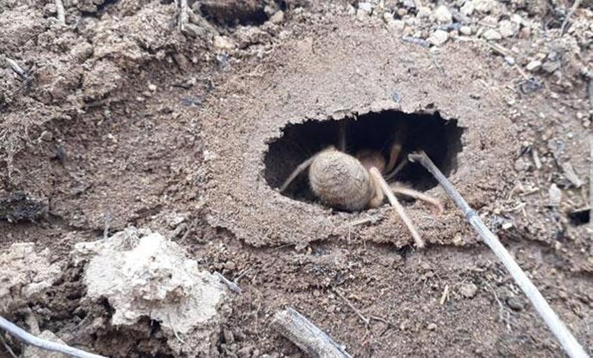 Et yiyen örümcek korku yarattı! Etçil 'sarıkız' böyle görüntülendi