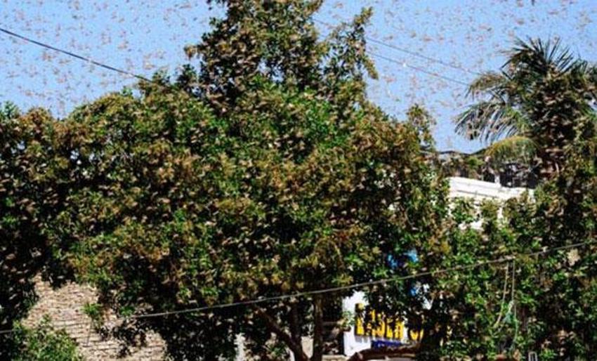 Bir anda geldiler her yeri sardılar! Çekirge istilası ikinci kez vurdu...