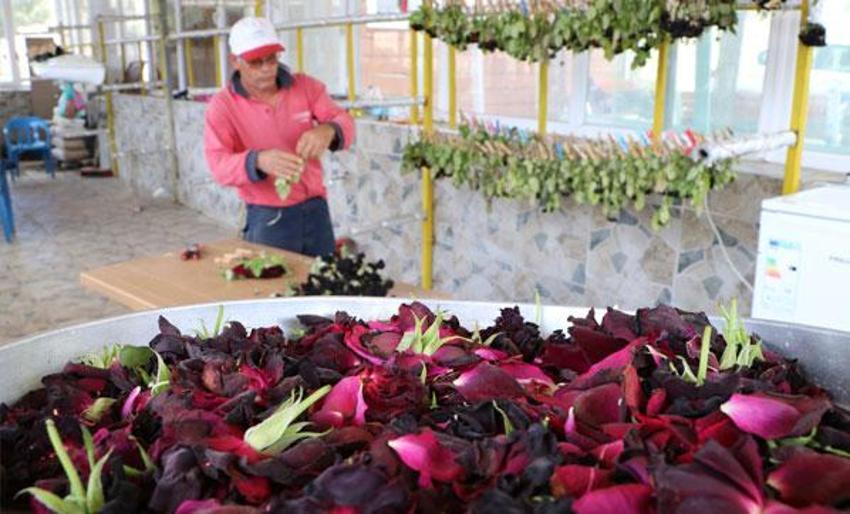 Dünya devleri peşinde! Halfeti'de kara gülün ardından yeşil gül yetiştirilecek
