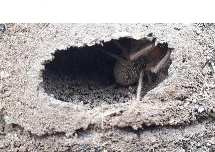Akrep, fare ve kertenkele ile besleniyor... Bir kent diken üstünde!