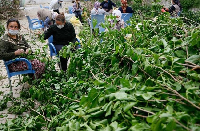 İzmir'de ipek böcekçiliğini kadınlar canlandıracak