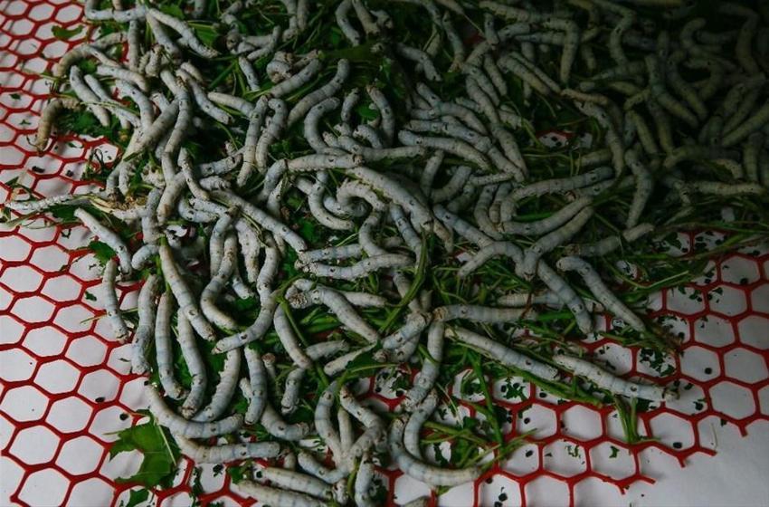 İzmir'de ipek böcekçiliğini kadınlar canlandıracak