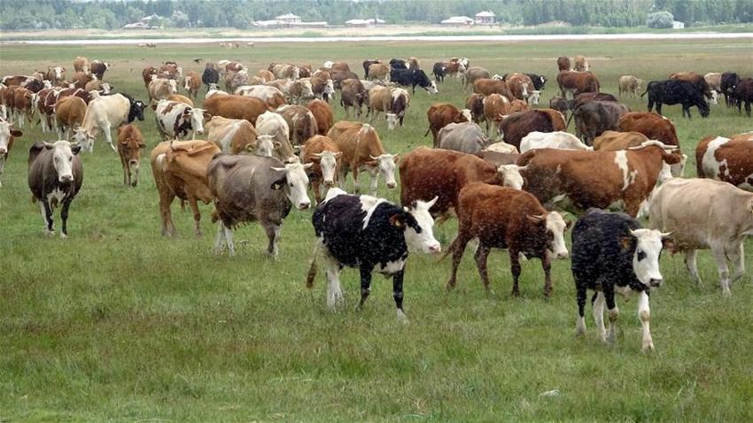 6 bin lira ücret karşılığında çoban bulamadılar!