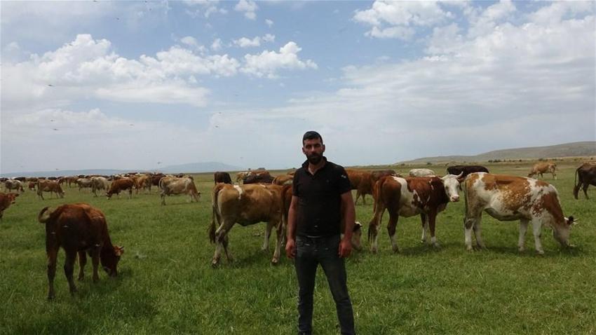 6 bin lira ücret karşılığında çoban bulamadılar!